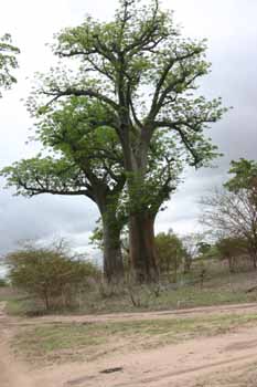 Merveilleuse for�t... -  Tourisme - 